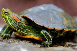 هشدار سازمان محیط زیست درباره افزایش جمعیت لاک‌پشت گوش‌قرمز
