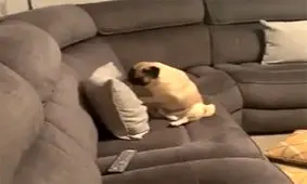 سخنگوی فراجا: سگ همسایه مزاحم است به پلیس اطلاع دهید