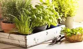 ۴ گیاه ضد پشه برای نگهداری در آپارتمان