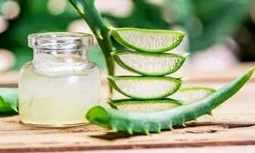 این گیاه زخم پای دیابتی را درمان می‌کند