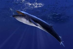 حقایق باورنکردنی درباره نهنگ آبی؛ بزرگ‌تر از دایناسورها با قلب 180 کیلویی!