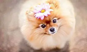 دوستی بی‌نظیر بین سگ و جغد/ ویدئو