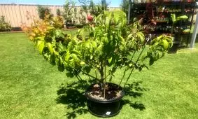 درختی عجیب با ۵ میوه مختلف