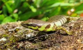 خون سبز نوعی مارمولک دانشمندان را سردرگم کرد