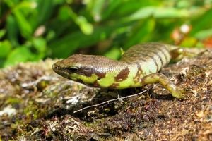 خون سبز نوعی مارمولک دانشمندان را سردرگم کرد