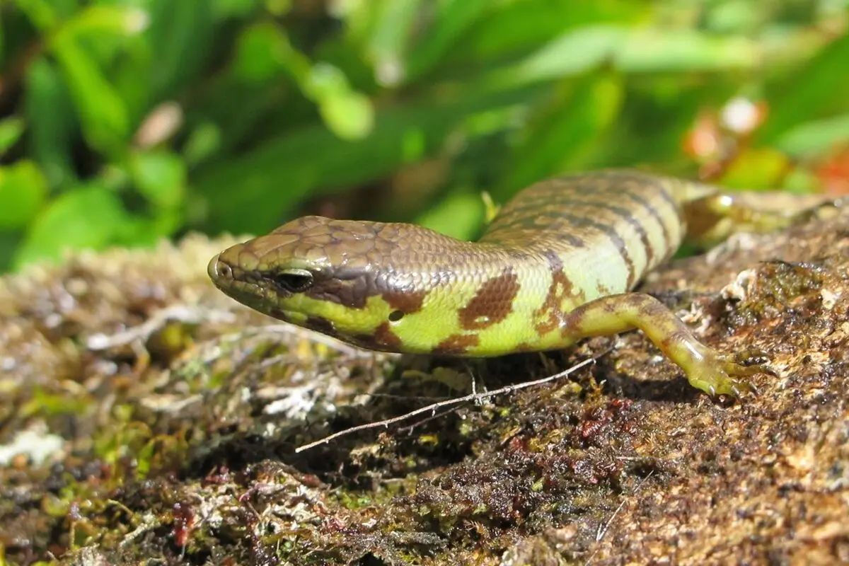 خون سبز نوعی مارمولک دانشمندان را سردرگم کرد