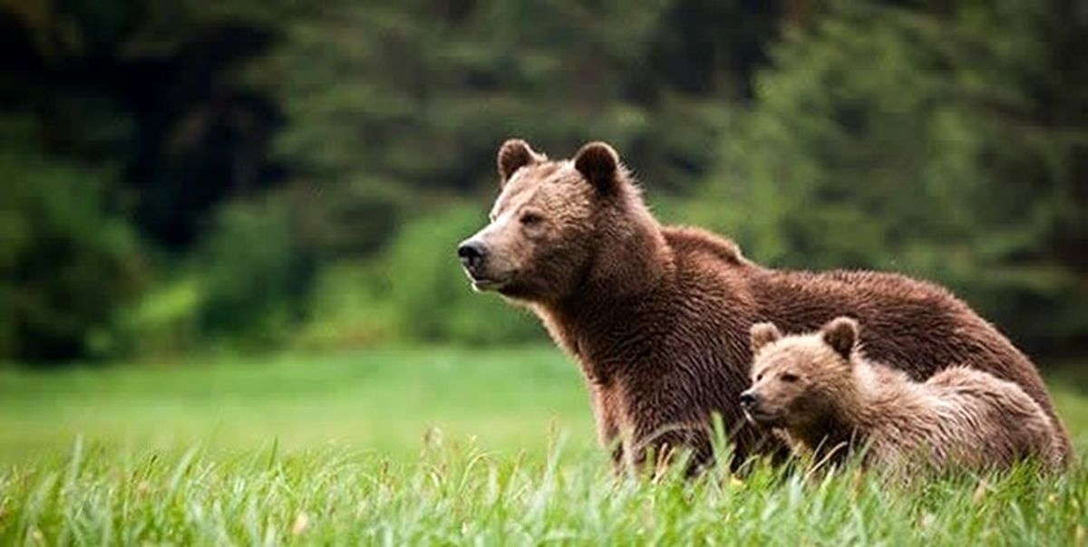 خرس های قهوه ای در گیلان دیده شدند