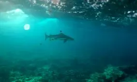 غریزه بقا؛ آیا کوسه‌ها در برابر انسان خوی تهاجمی دارند یا فقط از خود دفاع می‌کنند؟

