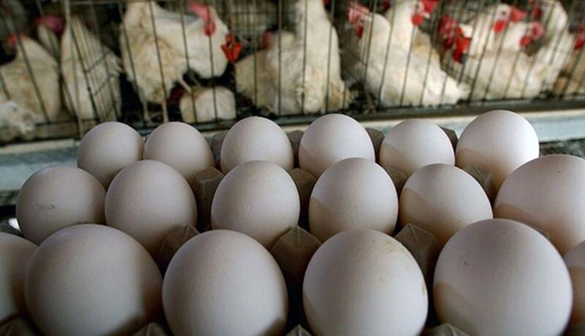 درخواست افزایش ۱۰ هزار تومانی قیمت تخم مرغ