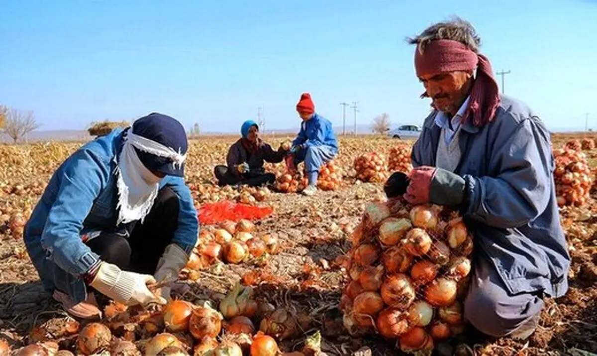 ماجرای عجیب و غریب گرانی پیاز ؛ پیاز گران تر می‌ شود؟