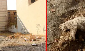 بازداشت زن قاتل سریالی گربه های تهران!/ ویدئو