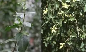 واکسن‌سازی، بدون استفاده از درخت صابون ممکن شد

