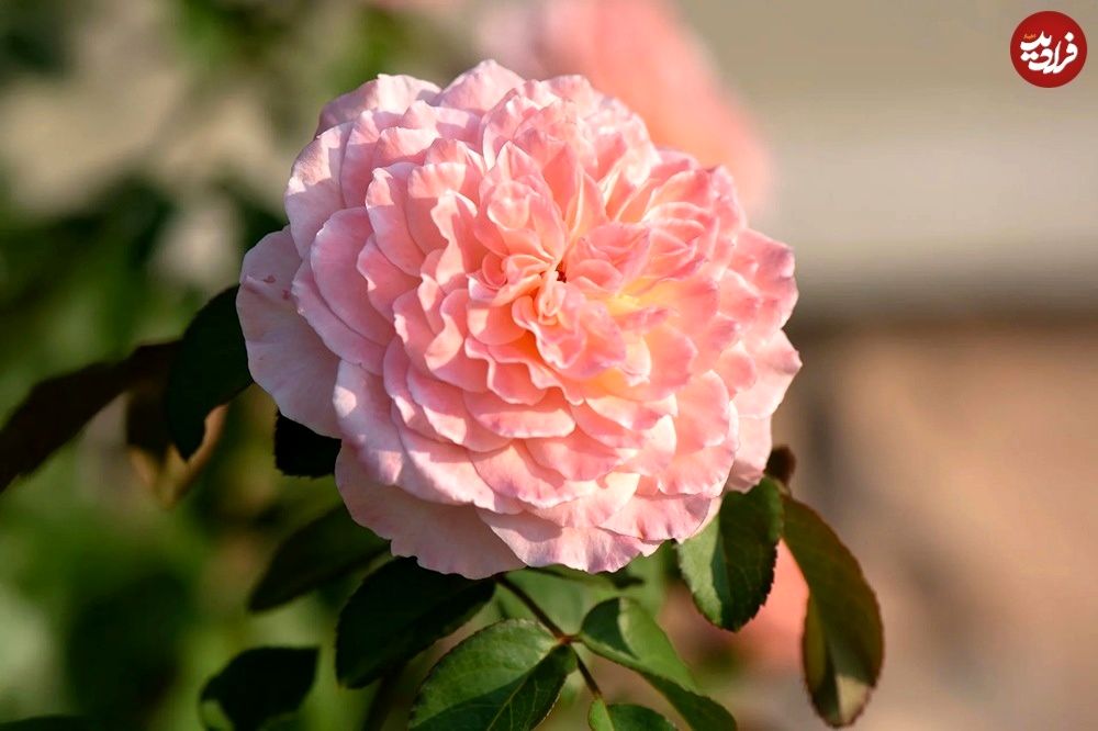 گیاه خوشبو برای کاشتن در ورودی خانه