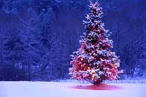 شباهت جالب درخت پرمیوه مازندرانی به درخت کریسمس