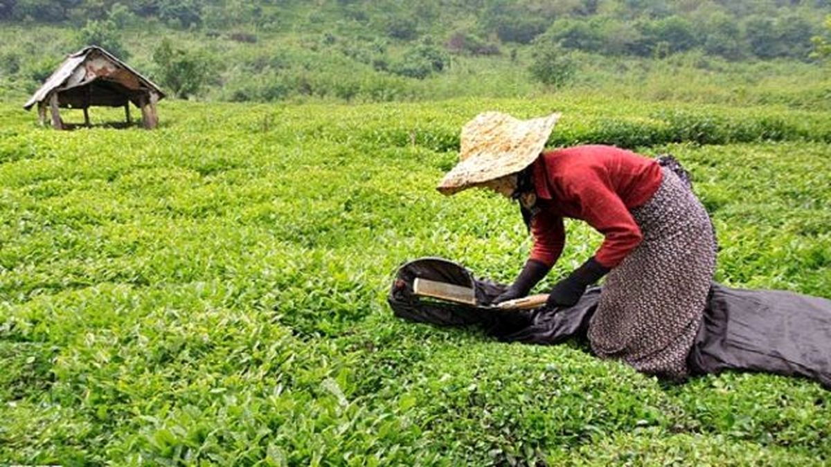 ۷۵ میلیارد تومان اعتبار برای اصلاح باغات چای گیلان اختصاص یافت