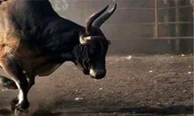 تیرخلاص پلیس شازند به گاو رها شده در شهر