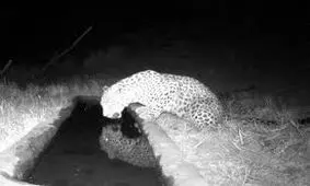 مشاهده یک قلاده پلنگ جدید در دماوند/ ویدئو