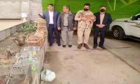 کشف بزغاله وحشی زنده به همراه ۱۶ قطعه پرنده در کهگیلویه و بویراحمد