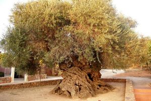 قدیمی‌ترین درخت زیتون در جهان