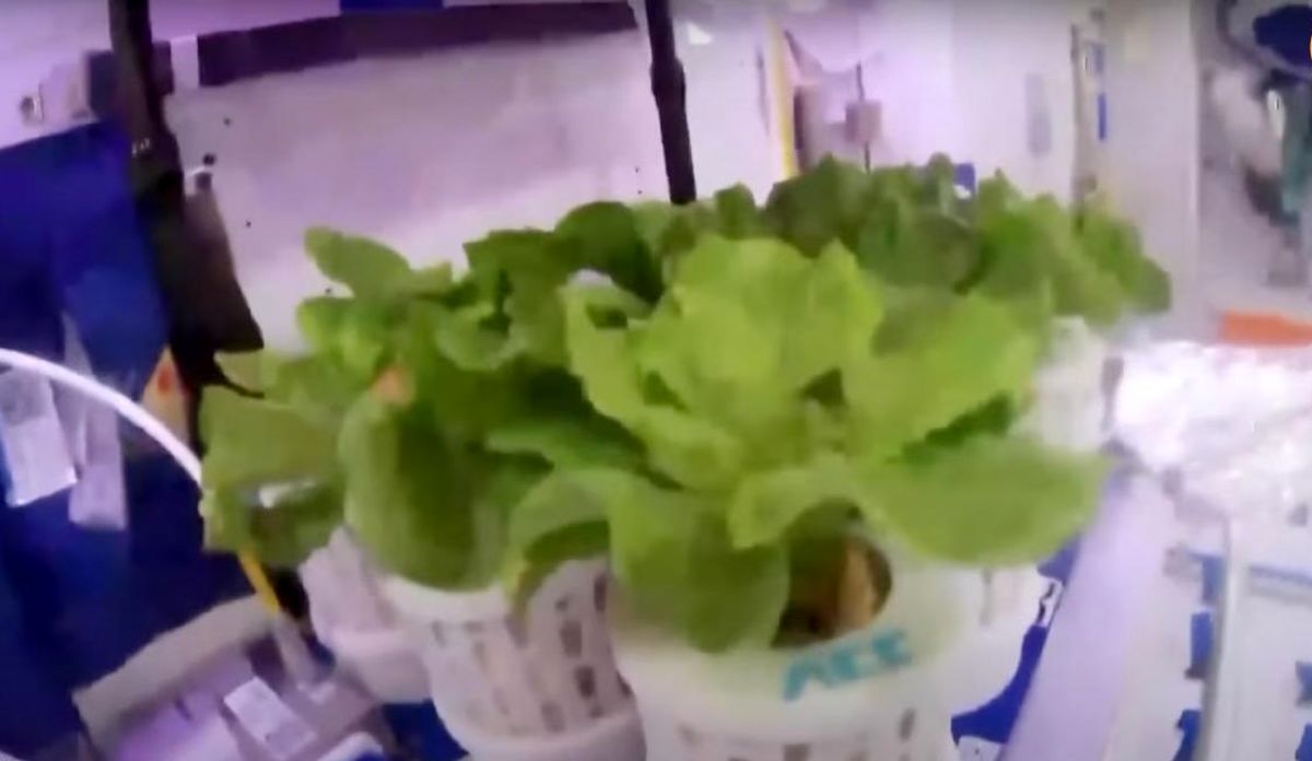باغ سبزیجات فضانوردان چینی در ایستگاه فضایی/ ویدئو