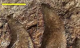 کشف یک دایناسور جدید ۱۲۵ ساله در ولز