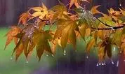 پاییز بالاخره از راه رسید؛ باران بزرگ از شنبه در غرب کشور/ عکس