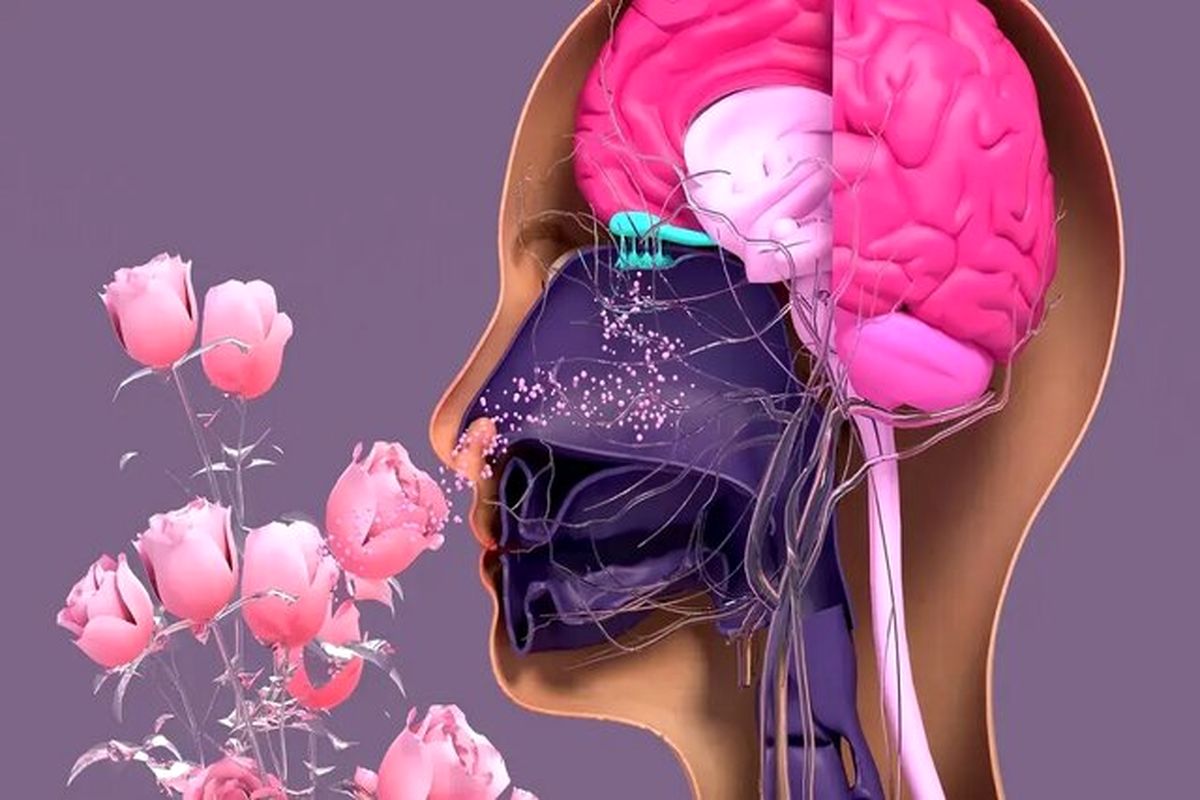 تاثیر بو روی رنگهایی که میبینیم