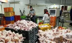 مرغ هفته آینده گران می‌شود

