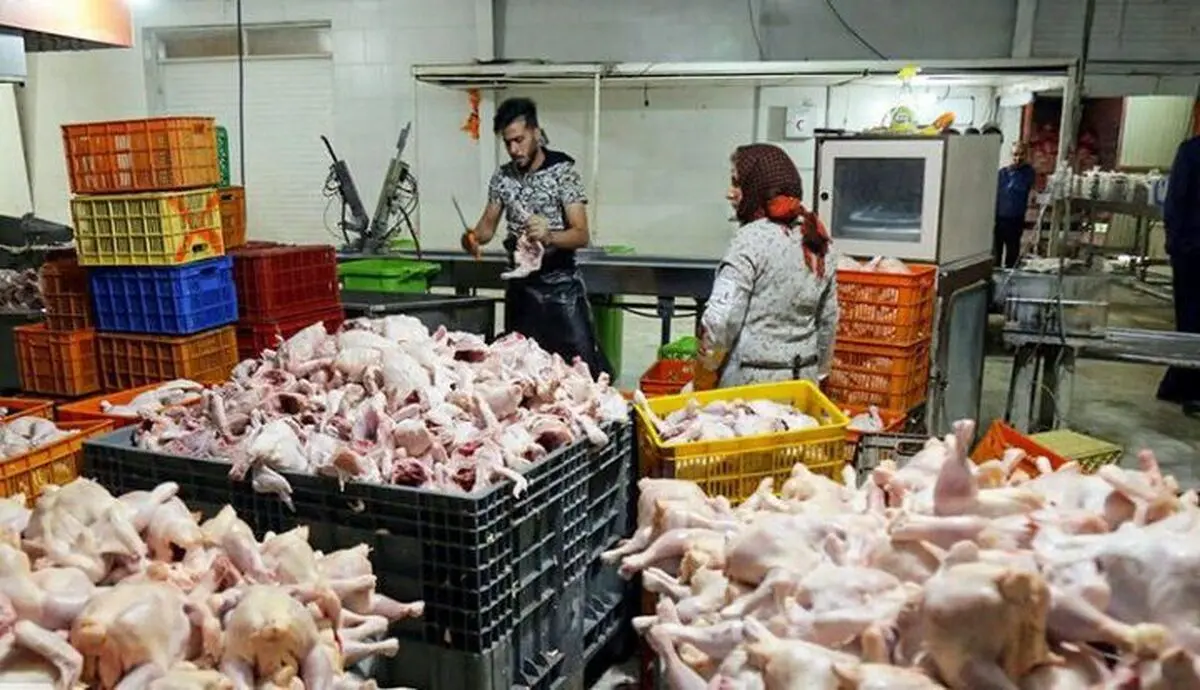 مرغ هفته آینده گران می‌شود

