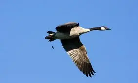 درمان سرطان با مدفوع غاز