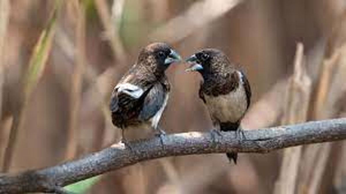 پرندگان به دلیل بی‌بند و باری جنس نر از هم «طلاق» می‌گیرند