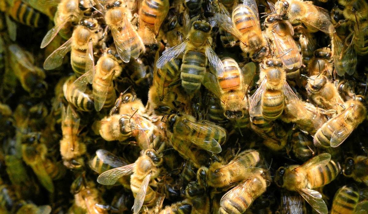لانه کردن بیش از ۶هزار زنبور در دیوارهای یک خانه‌ مسکونی