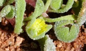 دانشمندان: یک قرن در مورد شبنم‌ها اشتباه فکر می‌کردیم!

