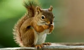 تلاش خنده دار یک سنجاب برای بالا رفتن از میله آغشته به روغن/ ویدئو 