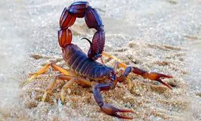 مرگ کودک ۱۰ ساله مینابی با زهر عقرب/ ۳ عقرب در جنوب کشور کشنده هستند