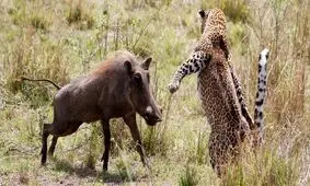 گراز پیر یک پلنگ را شکست داد/ ویدئو