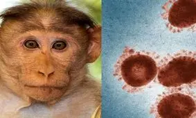 آبله میمونی وارد ایران شده است؟