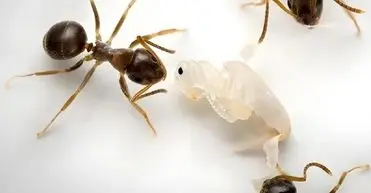 فداکاری بی‌نظیر مورچه‌ها؛ سربازانی که برای نجات کلونی جان می‌دهند

