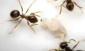 فداکاری بی‌نظیر مورچه‌ها؛ سربازانی که برای نجات کلونی جان می‌دهند

