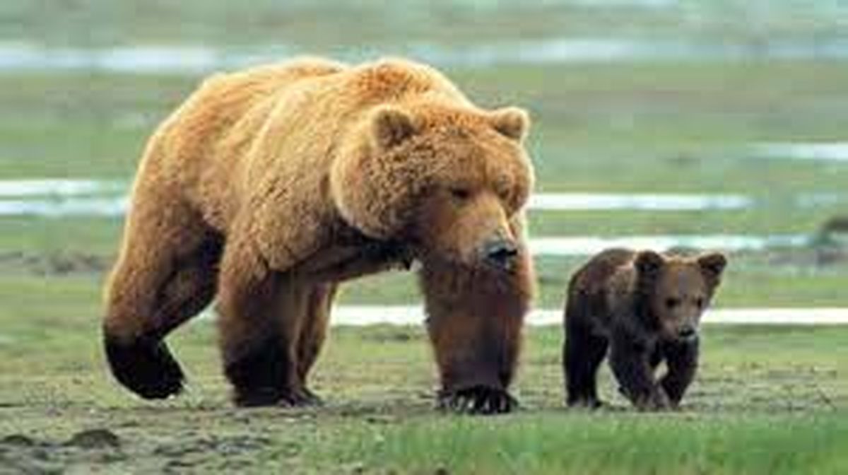 مشاهده یک قلاده خرس قهوه‌ای ماده به همراه دو توله در لرستان