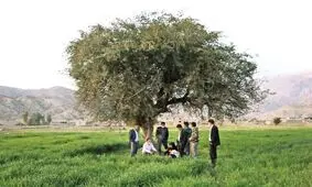 آتش به جان روستای بورسی