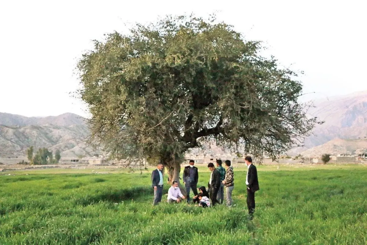 آتش به جان روستای بورسی