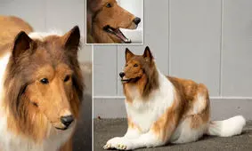 مرد ژاپنی که ۱۵,۰۰۰ دلار خرج کرده تا بتواند مثل سگ زندگی کند!