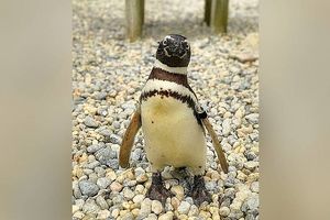 مسن‌ترین پنگوئن ماژلان در باغ‌وحش سانفرانسیسکو در ۴۰ سالگی درگذشت