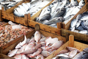 انفجار قیمت ماهی در بازار