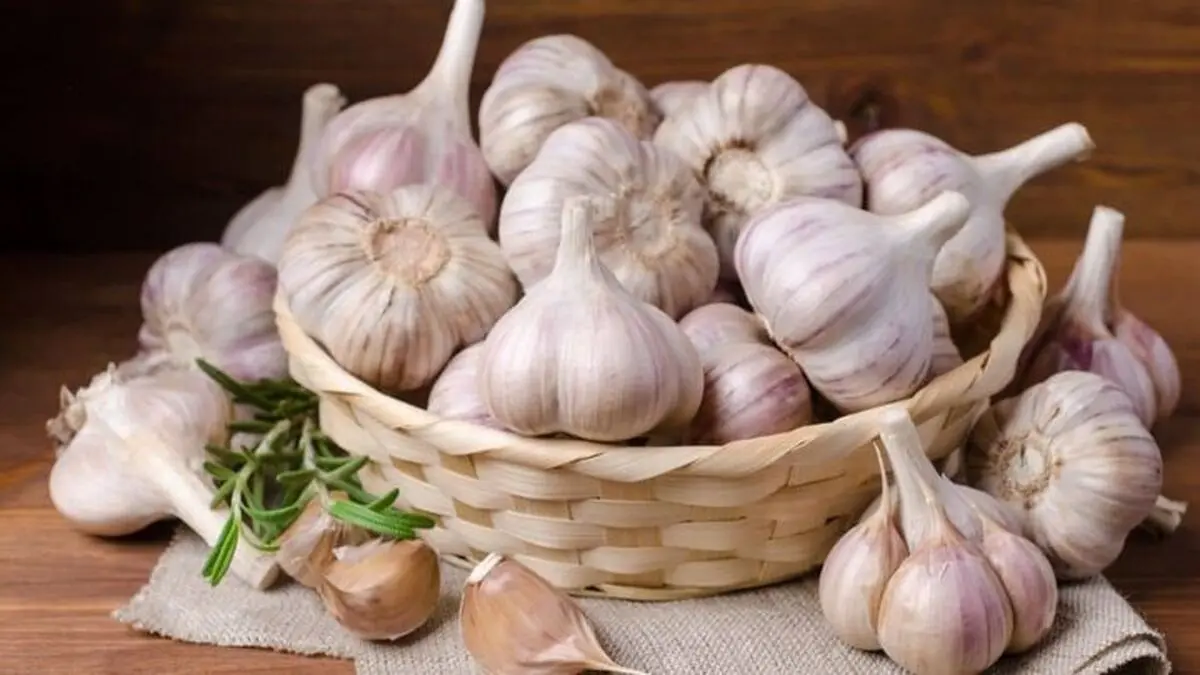خوردن سیر خام ناشتا باعث لاغری می‌شود؟