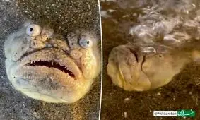 کشف یک ماهی ترسناک که به آسمان خیره می‌شود/ ویدئو