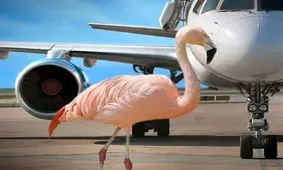 فرود فلامینگوهای مهاجر روی باند فرودگاه بجنورد/ ویدئو