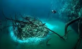 تصاویر دیدنی از موجودات اعماق تاریک اقیانوس/ ویدئو