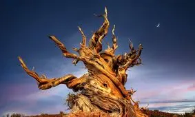 از پرومتئوس تا درخت راز؛ با کهنسال‌ترین درخت‌های جهان آشنا شوید/ عکس

